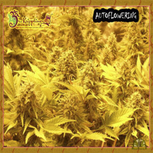 Choc Matic Auto