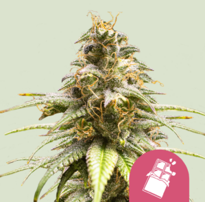 Chocolate Haze (Royal Queen Seeds)