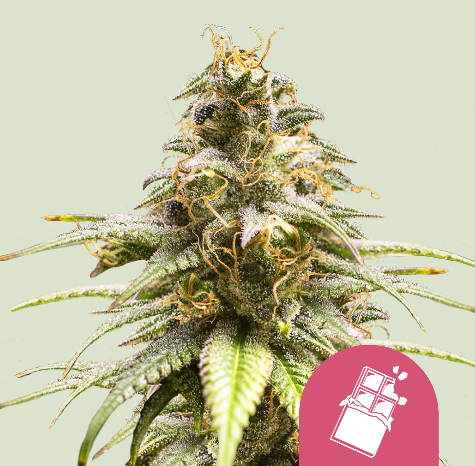 Chocolate Haze (Royal Queen Seeds)
