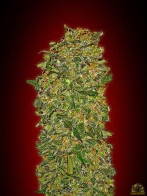 Chocolate Kush