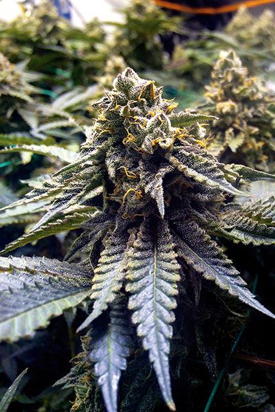Chocolate Mint OG Auto
