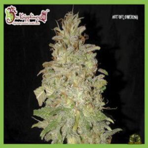 Chocolate Orange Auto