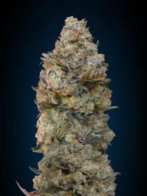 Chocolate Skunk