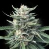 Chocolope 256 Reg. (DNA Genetics Seeds)