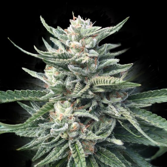 Chocolope 256 Reg. (DNA Genetics Seeds)