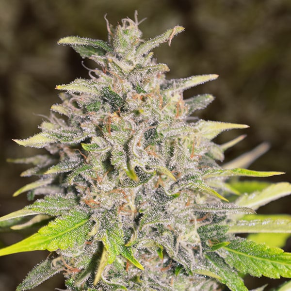 Chocolope Auto