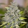 Chocolope Fast