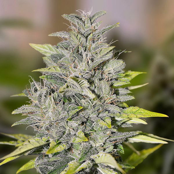 Chocolope Fast