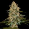 Chocolope Kush Reg. (DNA Genetics Seeds)