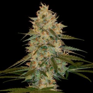 Chocolope Kush Reg. (DNA Genetics Seeds)