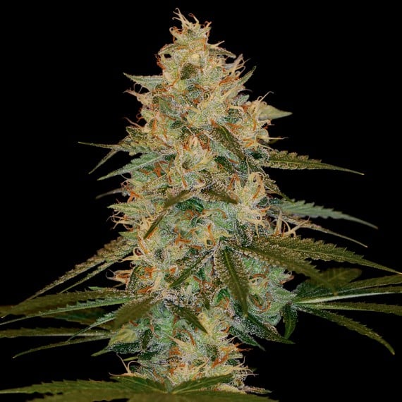 Chocolope Kush Reg. (DNA Genetics Seeds)