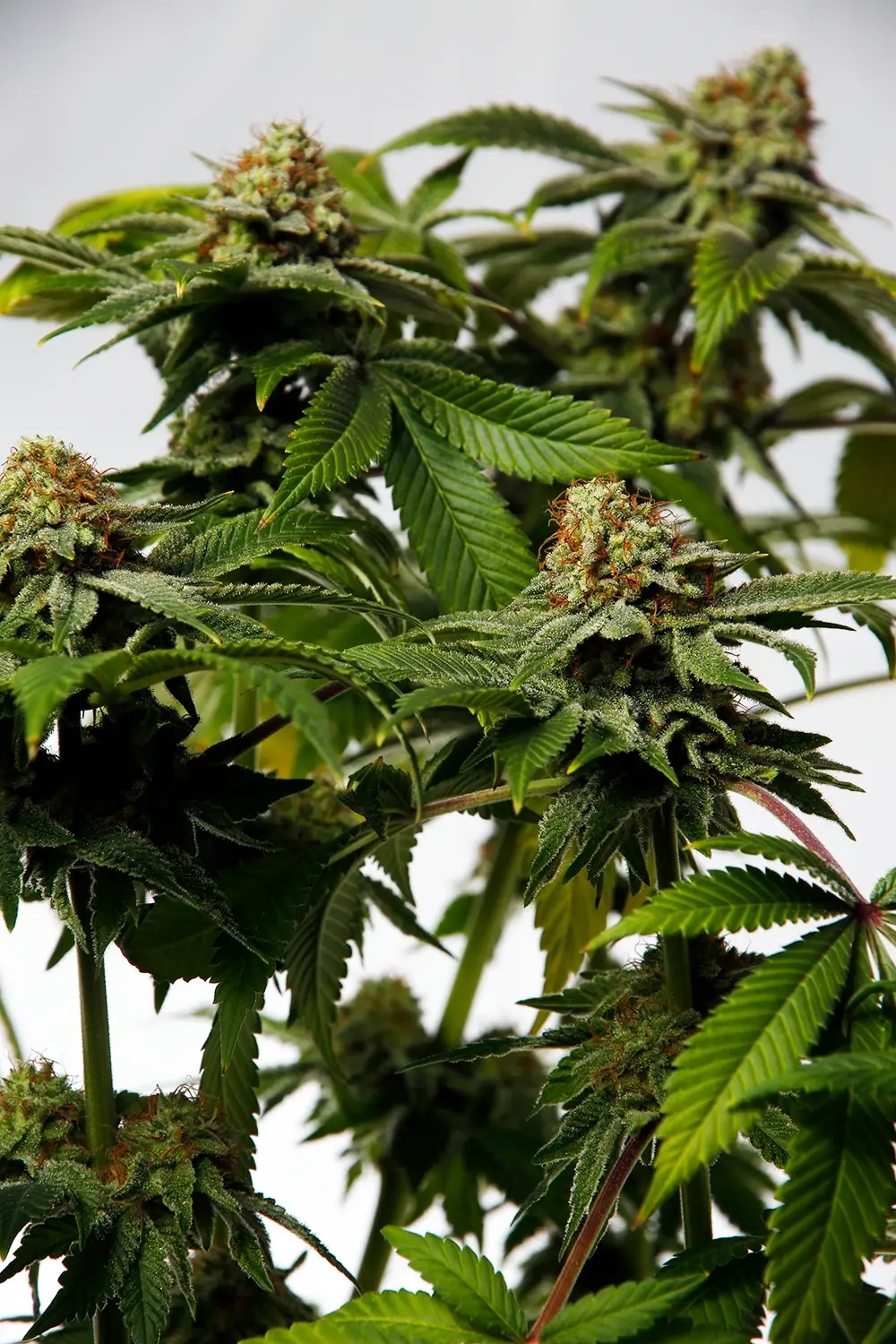Christiania Kush