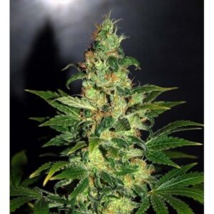 Chronic Haze