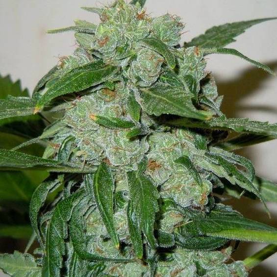 Chronic Ryder Auto
