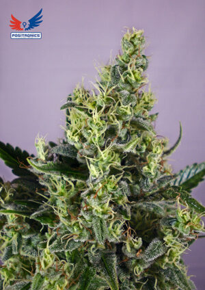 Claustrum Sativa