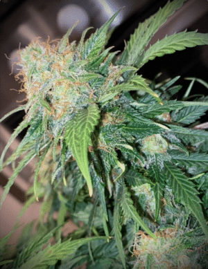 Clementine Dream Auto (war Mandarine Cream Auto)
