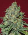 Clinical White CBD