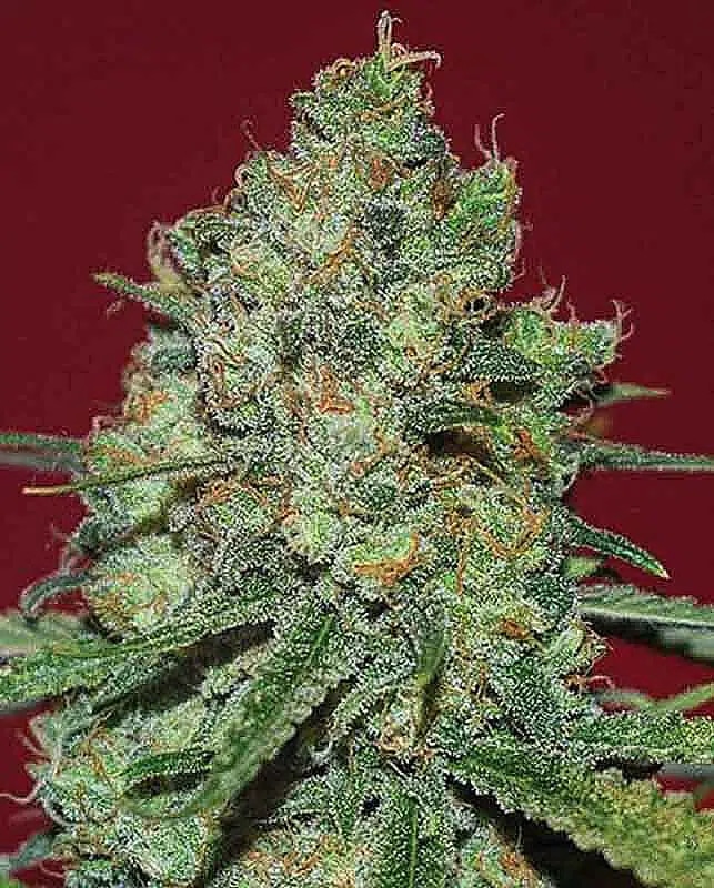 Clinical White CBD