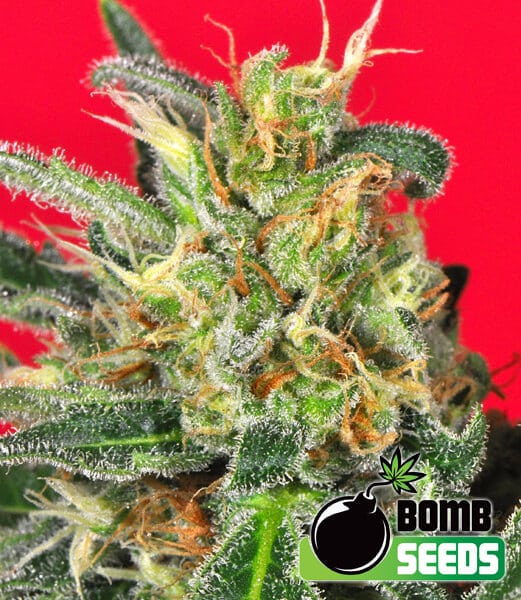Cluster Bomb