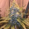 Cocoa OG Reg.
