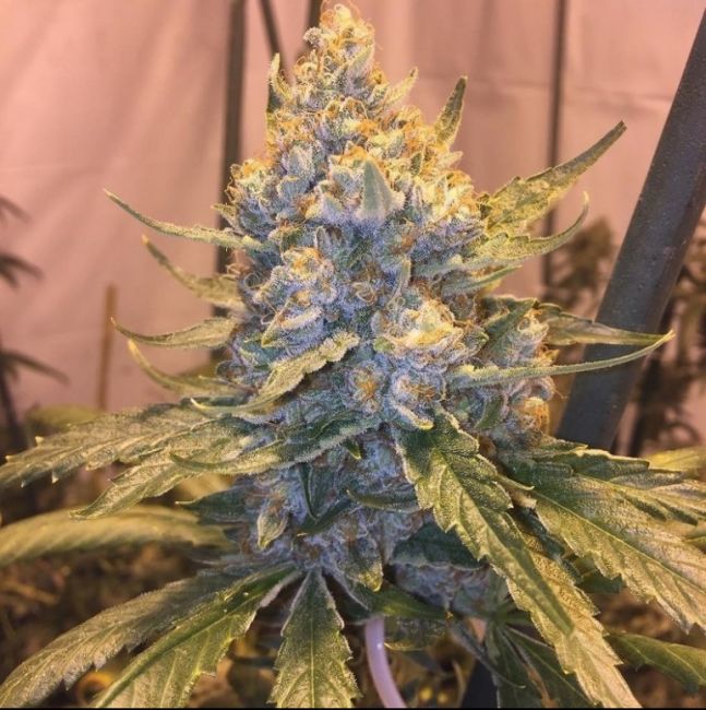 Cocoa OG Reg.