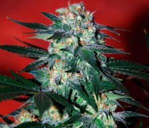 Colombian Gold