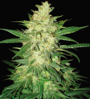 Colombian Gold Ryder