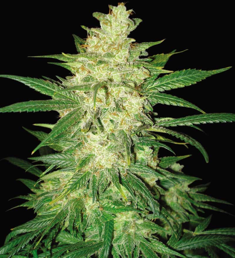 Colombian Gold Ryder