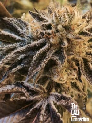Colorene Kush