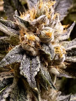 Confidential Purp