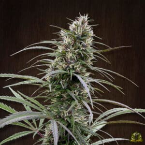 Congo (ACE Seeds)