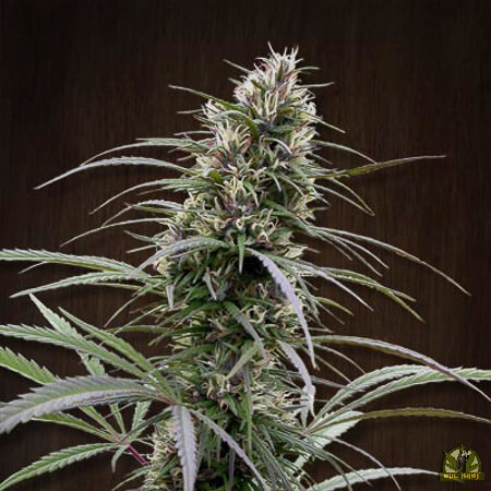 Congo (ACE Seeds)