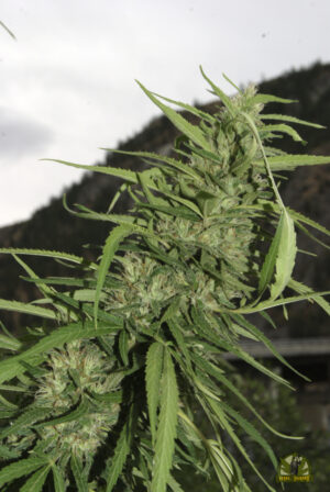Cookie G13