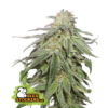 Cookies and Cream Auto