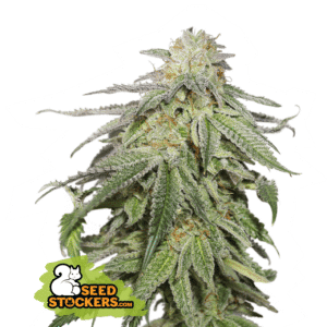 Cookies and Cream Auto