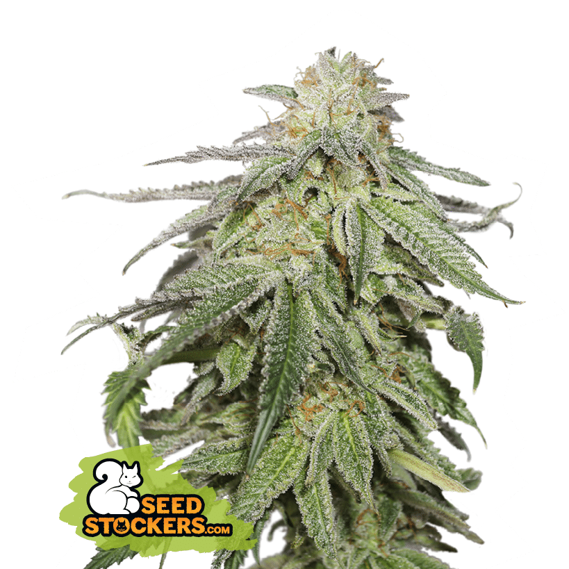 Cookies and Cream Auto