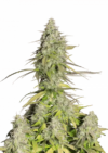 Cookies Auto "Girl Scout"