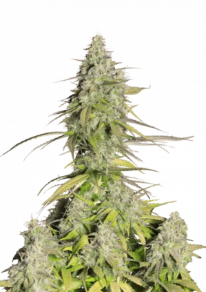 Cookies Auto "Girl Scout"