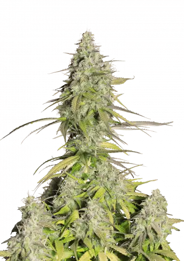 Cookies Auto "Girl Scout"