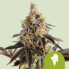 Cookies Gelato Automatic