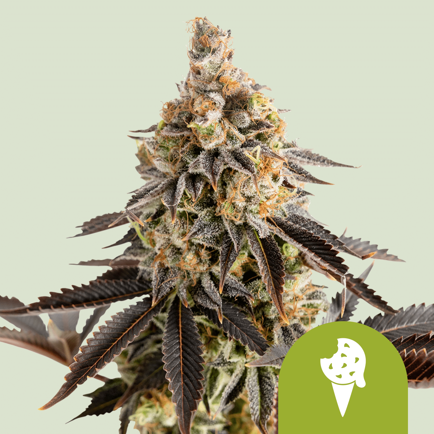Cookies Gelato Automatic