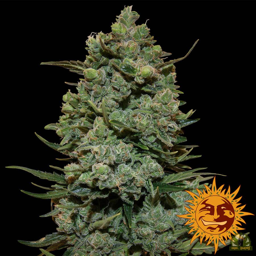 Cookies Kush