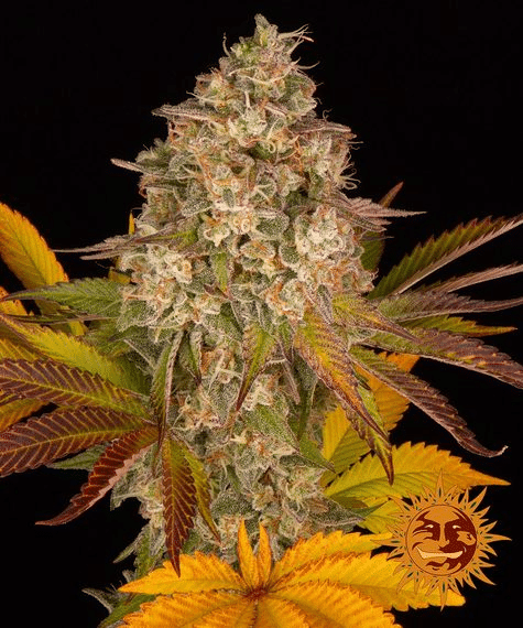 Cookies Kush Auto (Barney’s Farm)
