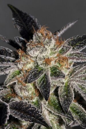 Cookies (Mamiko Seeds)
