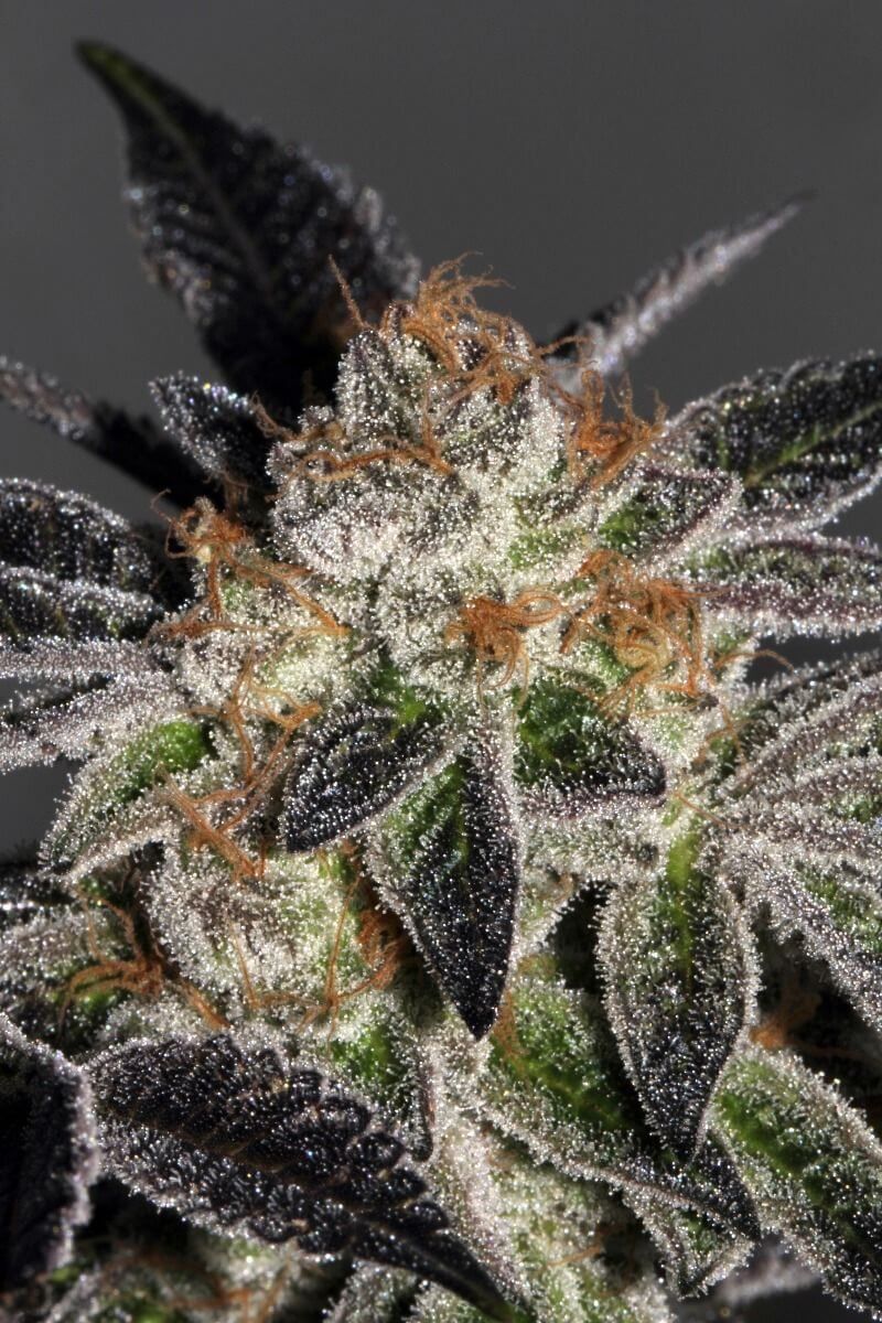 Cookies (Mamiko Seeds)