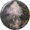 Cookies Sherbert Auto