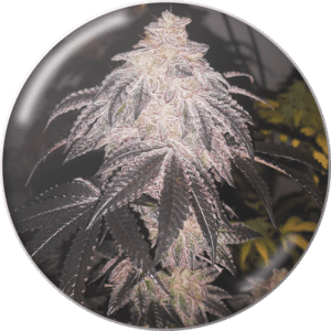 Cookies Sherbert Auto