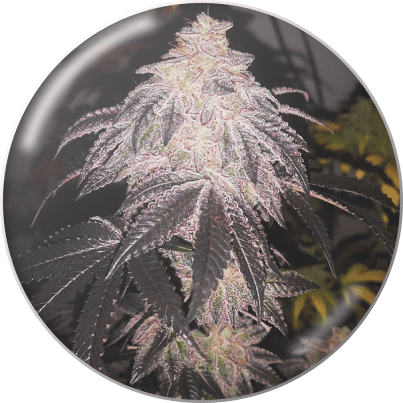 Cookies Sherbert Auto
