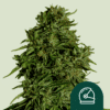 Cosmos F1 CBD Auto