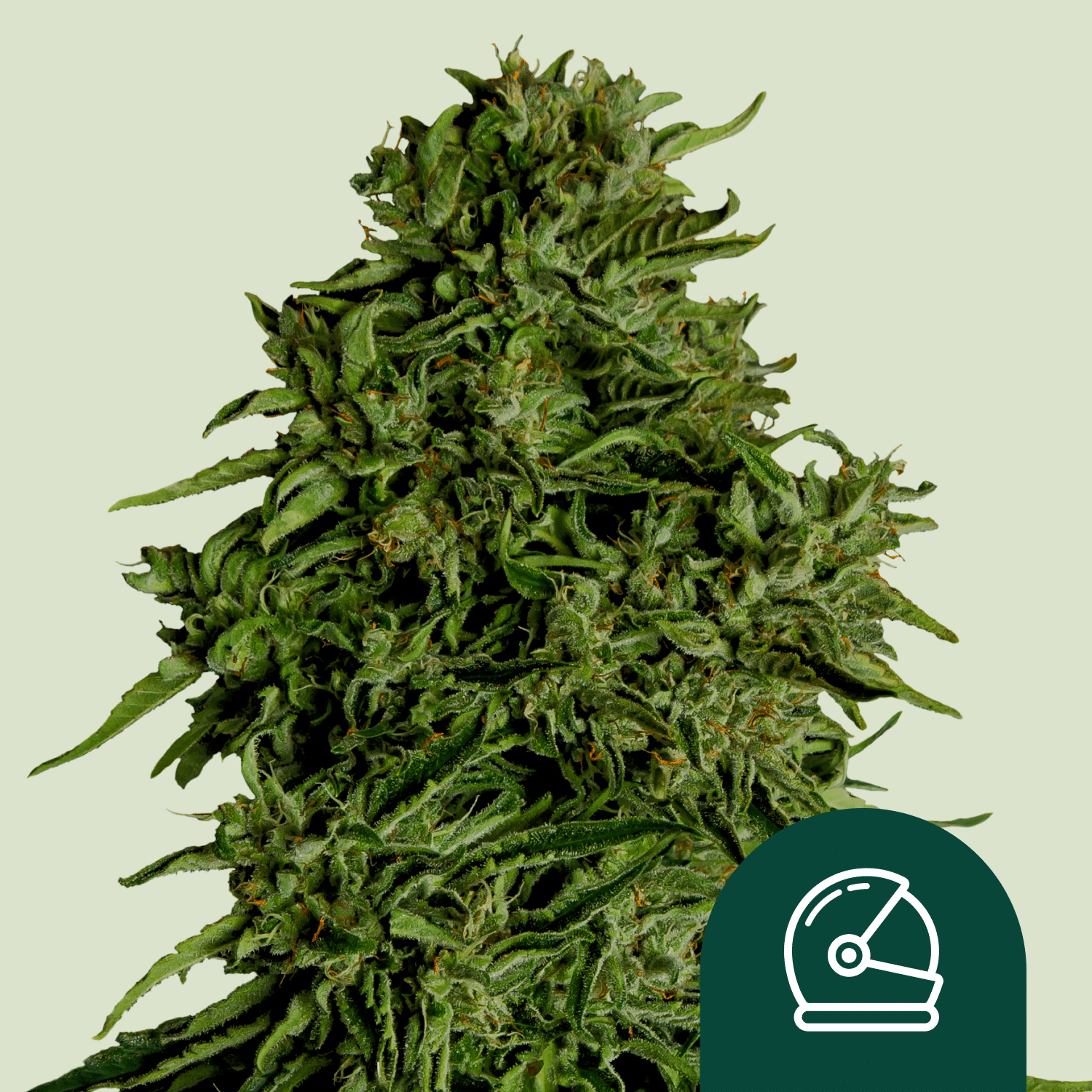 Cosmos F1 CBD Auto